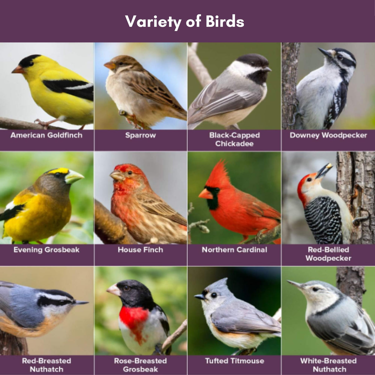 Blue Seal Concerto attracts cardinals and finches at a feeder