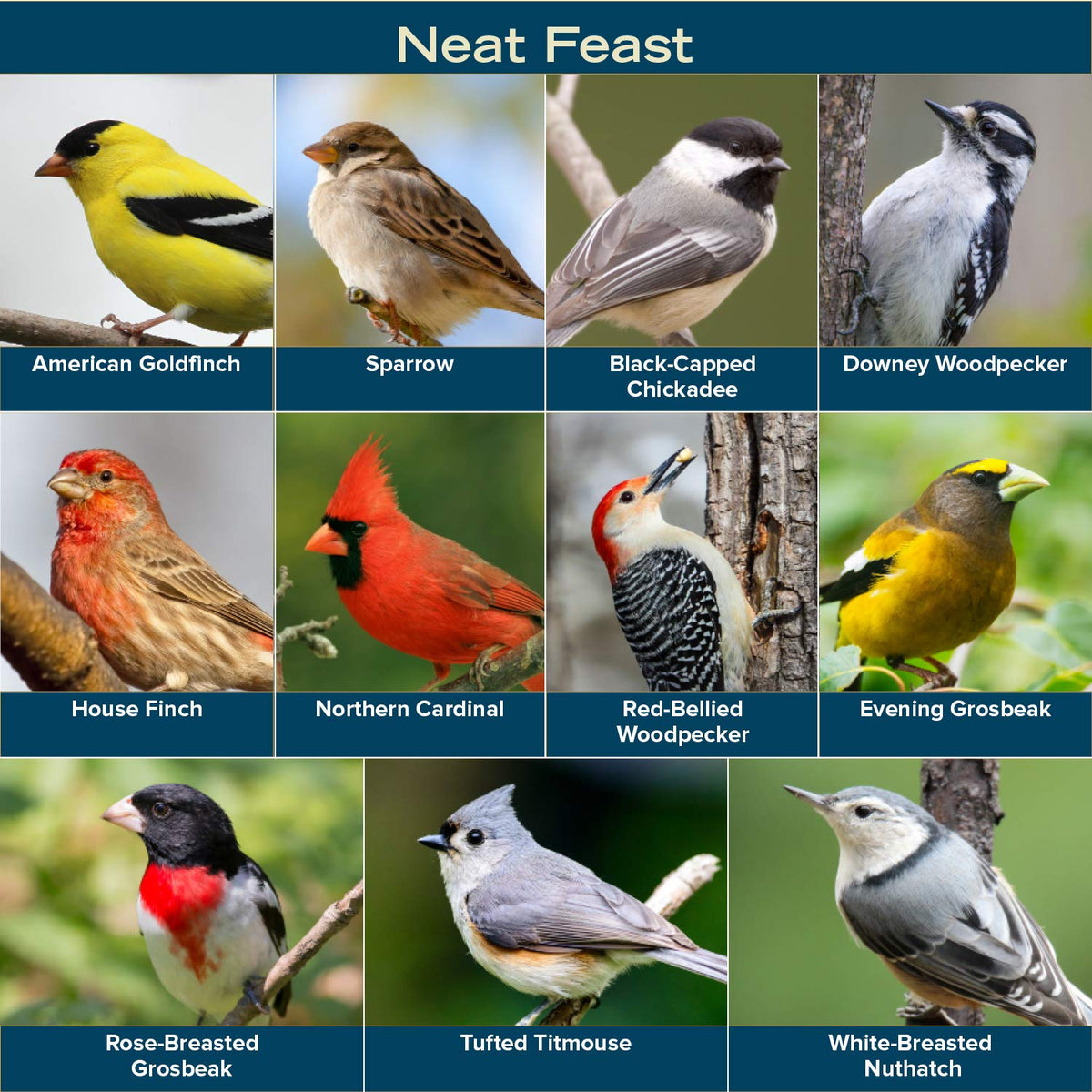 Blue Seal Neat Feast attracting American Goldfinch to the feeder.