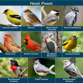 Blue Seal Neat Feast attracting American Goldfinch to the feeder.