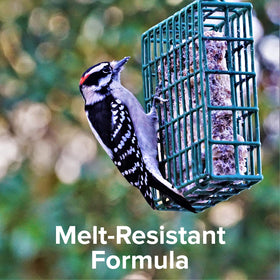 Blue Seal orange suet cakes lure siskins for quick energy.