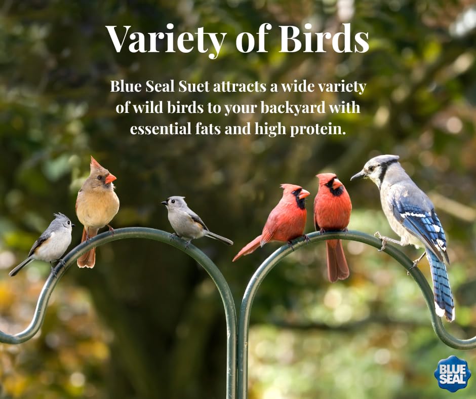 Blue Seal orange suet cakes offer no-mess feeding with easy-open packaging.