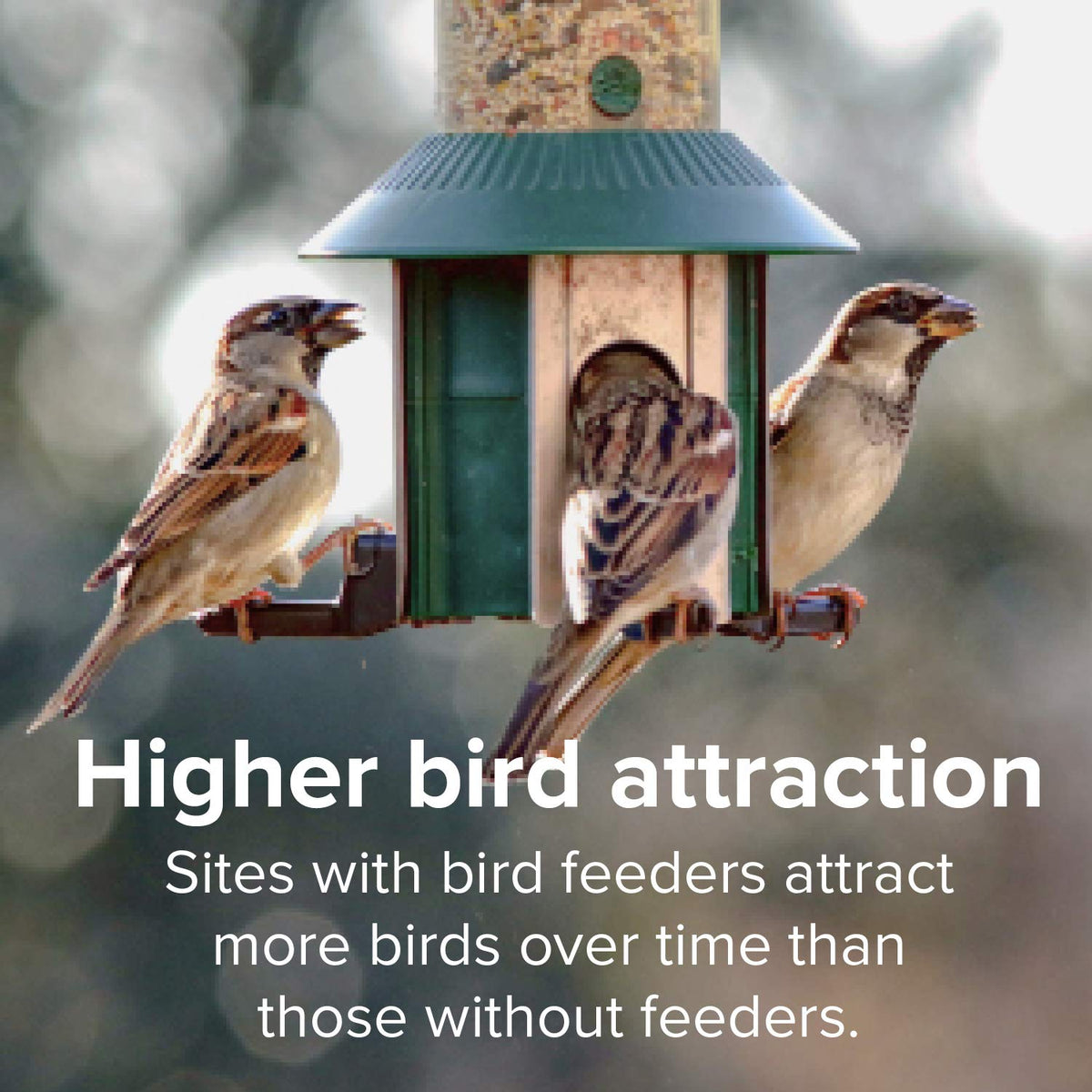 Blue Seal at-home feeder setup with consistent seed supply invites birds