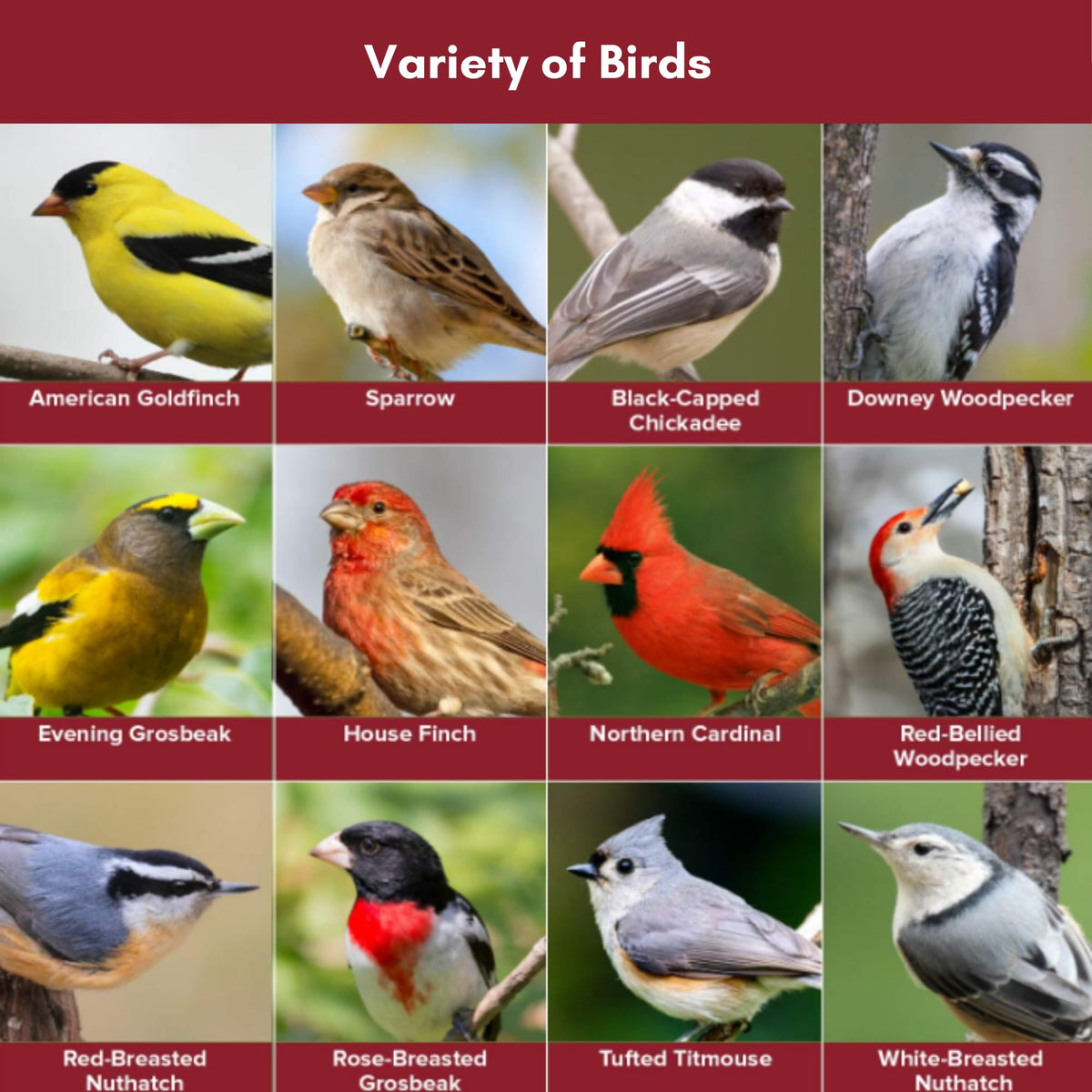 Blue Seal black oil sunflower seeds highlighted as energy-rich bird snack