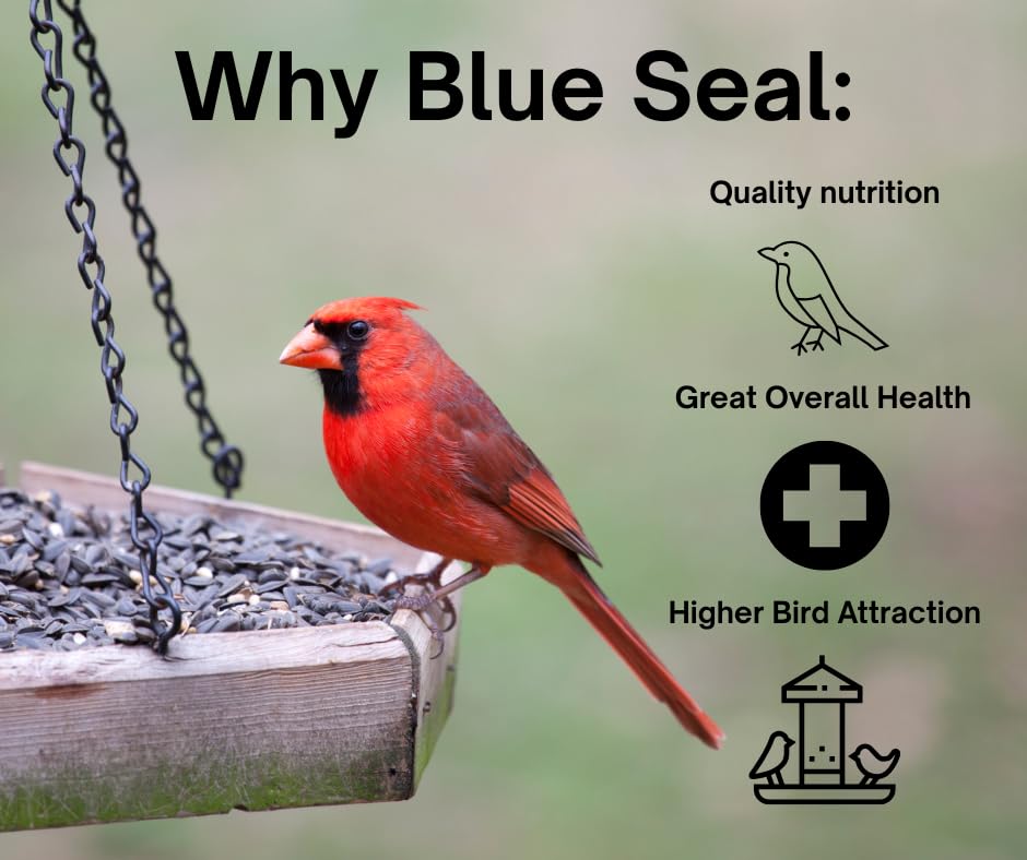 Blue Seal seed blend in bright feeder for morning visits