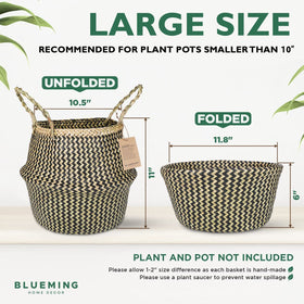 Blueming Home snake-plant display in woven planter elevates modern interiors