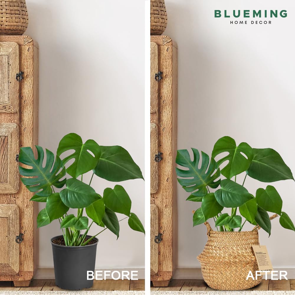Blueming Small Basket Planter 6-7 inch size suitable for pots