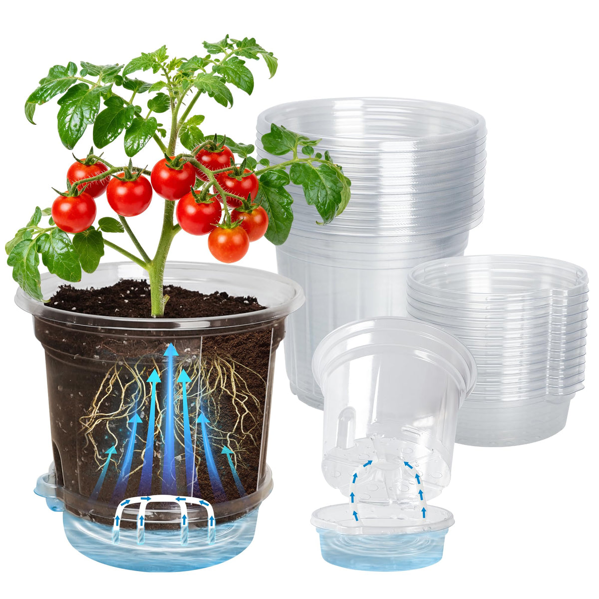 Bluepro 12-pack 6.5-inch clear pot with bottom tray for self-watering seedlings