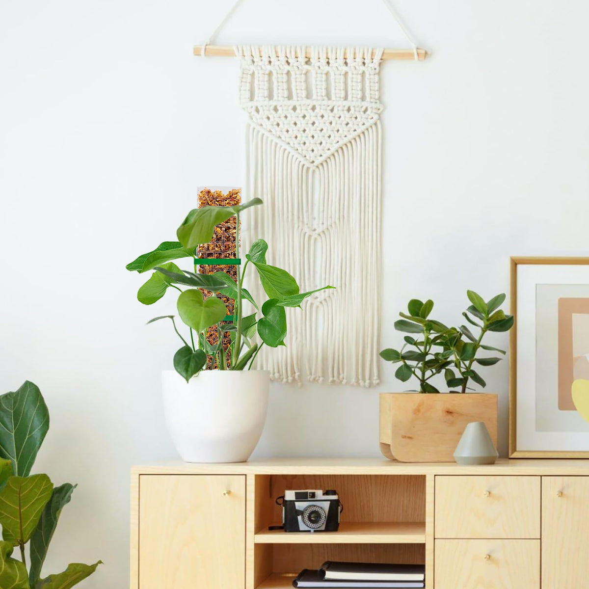 Bluepro moss pole in use with Monstera illustrates upward growth and elegance.