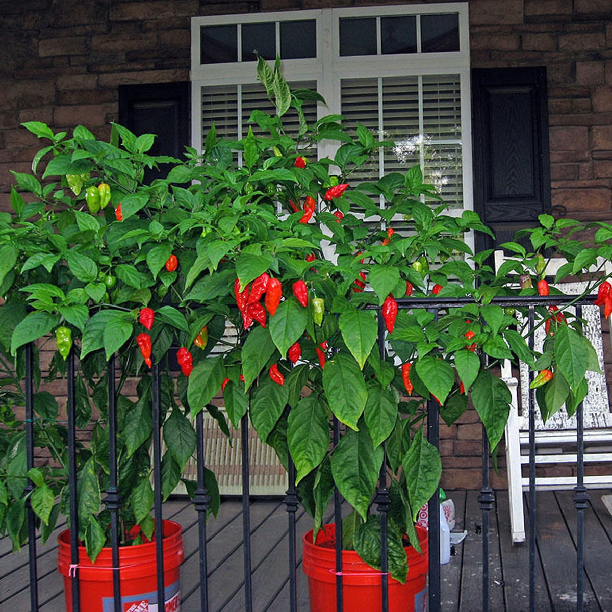 Bmore Spicy bright red peppers on vine attractively ripe for sauces and marinades.