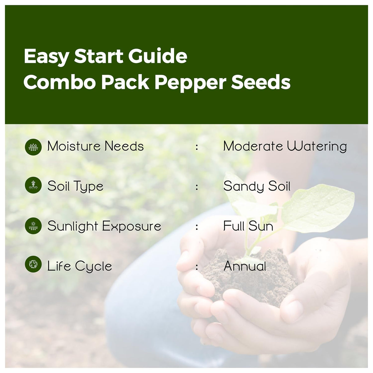 Bmore Spicy compact chili plant seedling suited for small spaces and sunny windowsills.