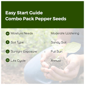 Bmore Spicy compact chili plant seedling suited for small spaces and sunny windowsills.