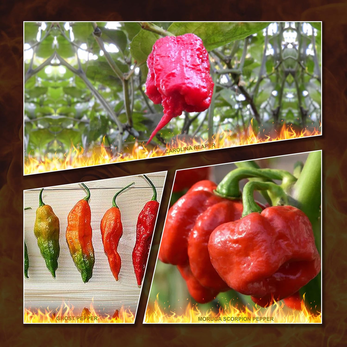 Bmore Spicy Ghost Pepper seeds in a packet ready for fiery home gardening.
