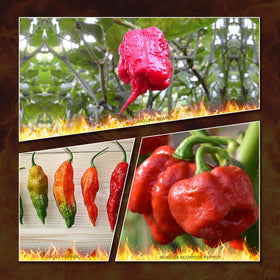 Bmore Spicy Ghost Pepper seeds in a packet ready for fiery home gardening.