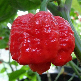 Bmore Spicy non-GMO seed packets offer reliable germination for home growers.