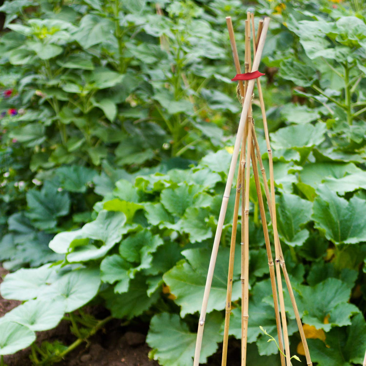 Boao 24-pack plant connectors ideal for quick garden structure builds