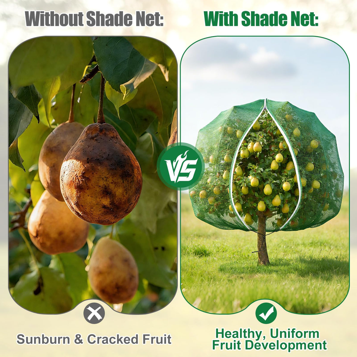 BobbleT fruit tree cover protecting apples and citrus during ripening season