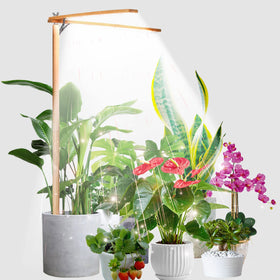 bodkar decorative wood frame grow light enhances room