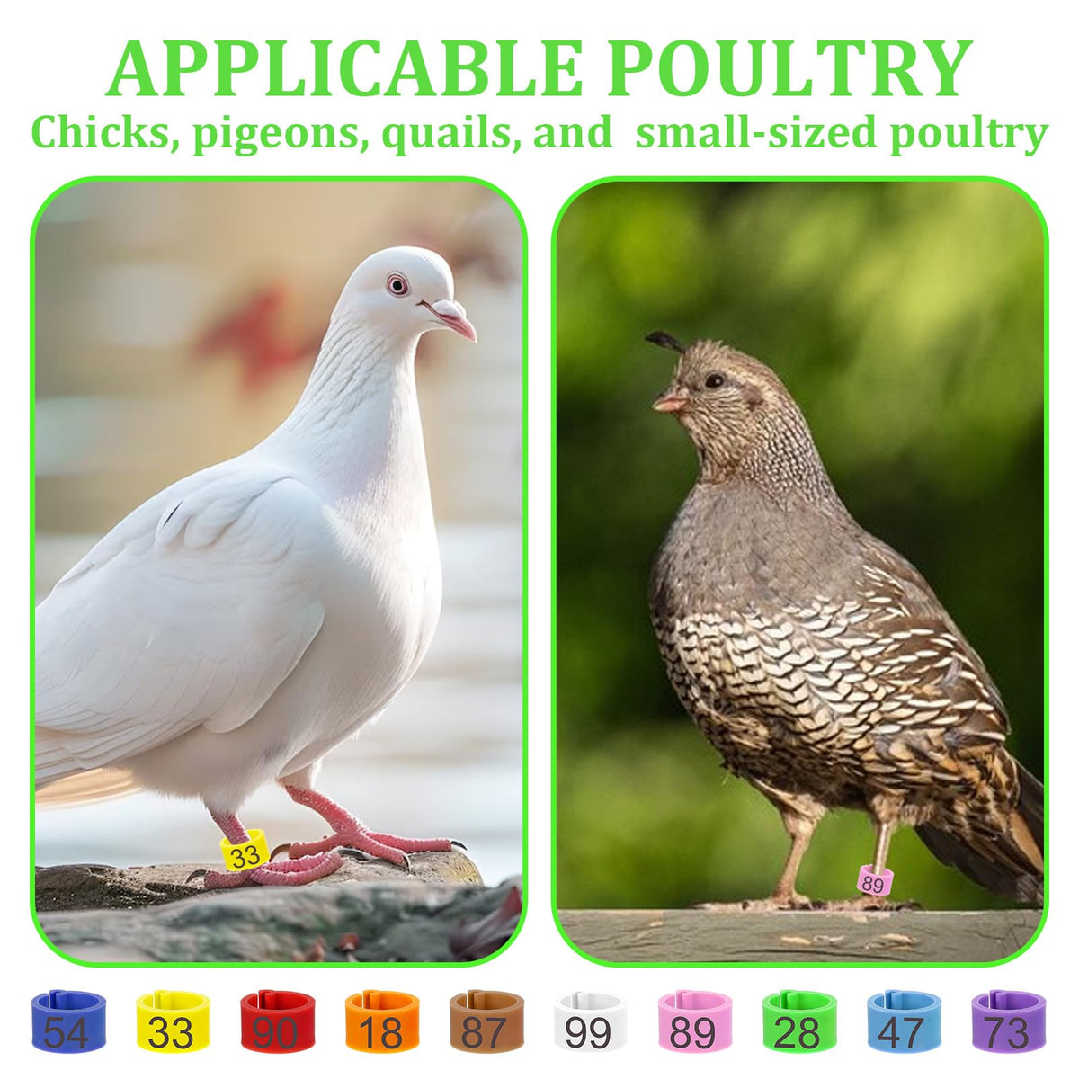 BOHUIZ baby chick leg bands suitable for small poultry tagging.