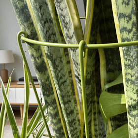 Boinio foldable plant stake system folds flat for easy storage after use.