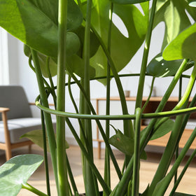 Boinio snake plant support ring keeps plants upright with discreet finish.