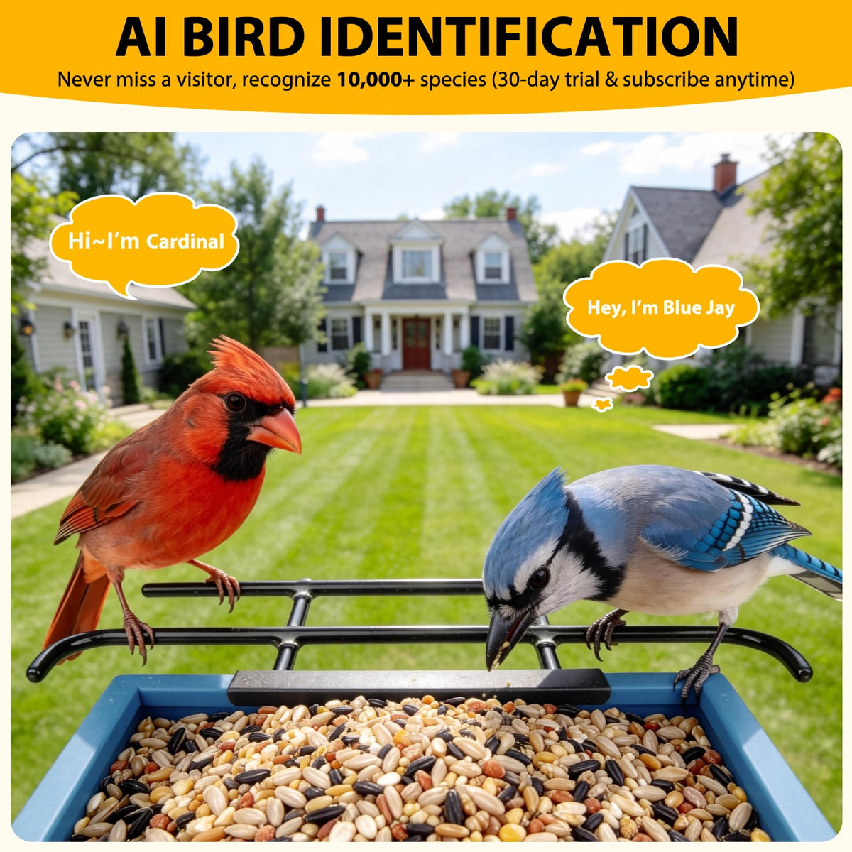 Bolite solar powered bird feeder panel enables eco friendly continuous power outdoors