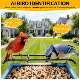 Bolite solar powered bird feeder panel enables eco friendly continuous power outdoors