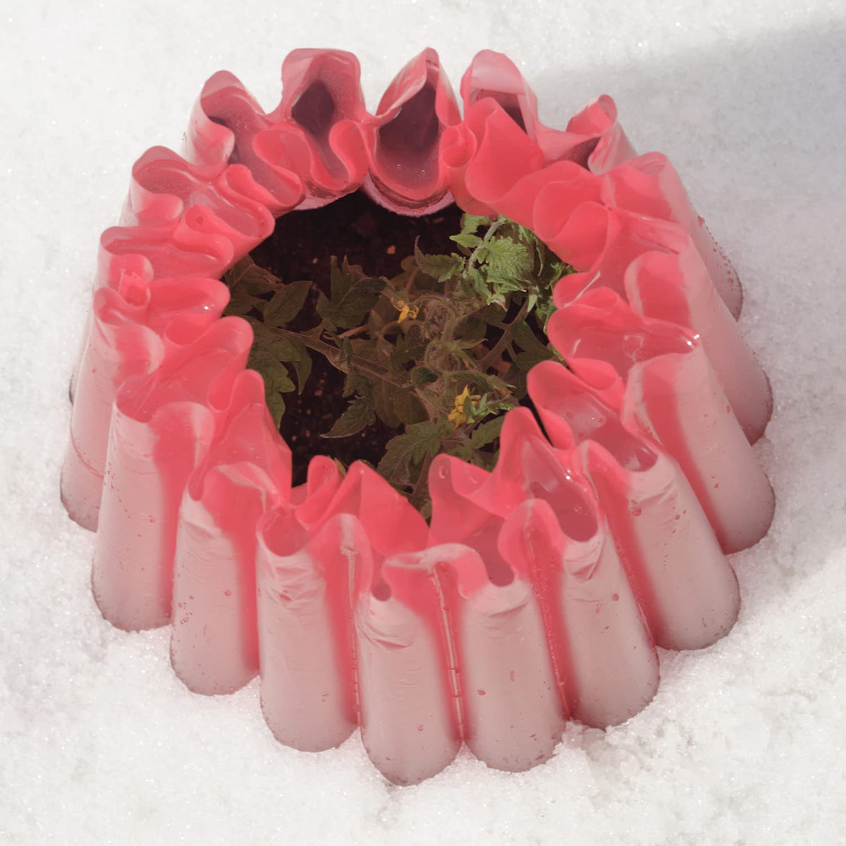 Kozy-Coats frost protection in action guards tender plants from night chill.
