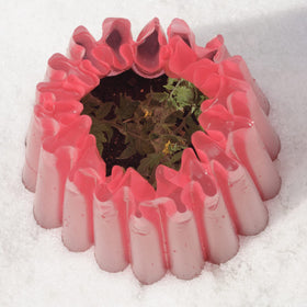 Kozy-Coats frost protection in action guards tender plants from night chill.