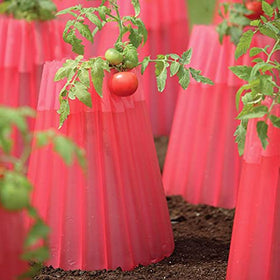 Water-filled Kozy-Coats teepees store daytime heat to extend growing season.