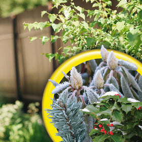 Bonide Wilt Stop extends life of cut flowers and arrangements.