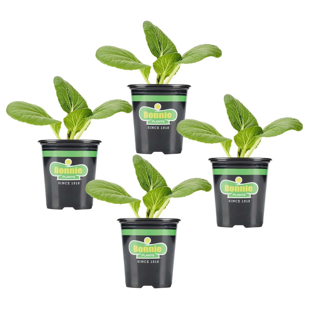 Bonnie Plants Bok Choy live plant ready for garden-to-table greens.