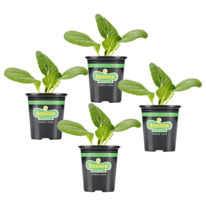 Bonnie Plants Bok Choy live plant ready for garden-to-table greens.