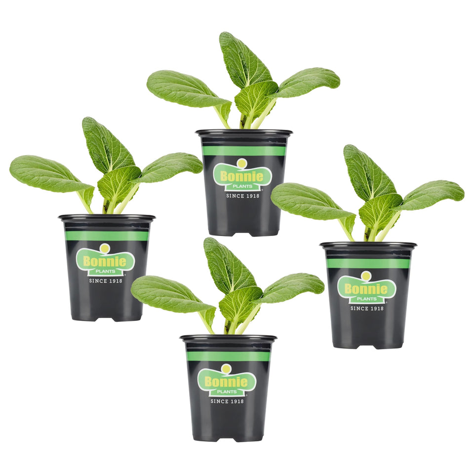 Bonnie Plants Bok Choy live plant ready for garden-to-table greens.