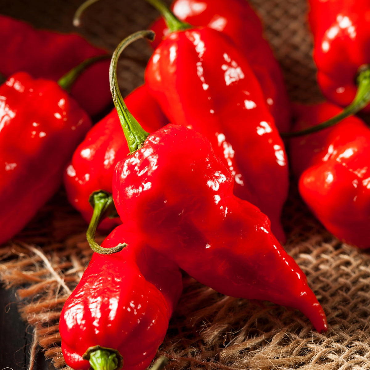 Bonnie Plants Ghost Pepper plant growth close-up ready for staking