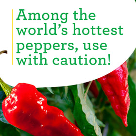 Bonnie Plants Ghost Pepper pot setup ideal for growing indoors