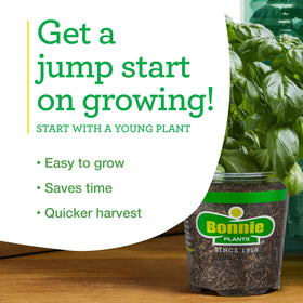 Bonnie Plants peppermint potted mint adds fragrance to kitchen windowsill.