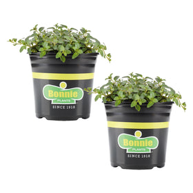 Bonnie Plants peppermint live plant 1 gal two-pack on display for container gardening.