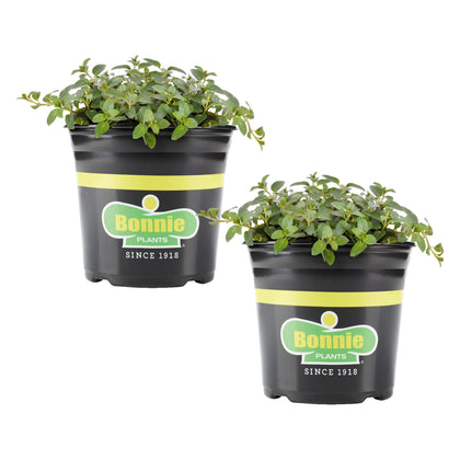 Bonnie Plants peppermint live plant 1 gal two-pack on display for container gardening.