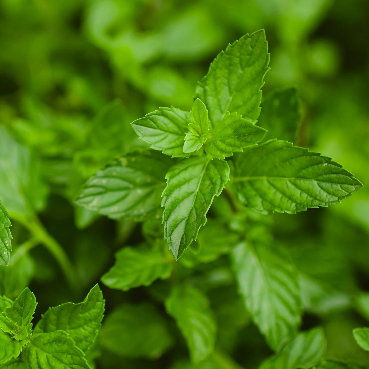 Bonnie Plants peppermint tea-ready leaves harvested for refreshing beverages.