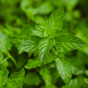 Bonnie Plants peppermint tea-ready leaves harvested for refreshing beverages.