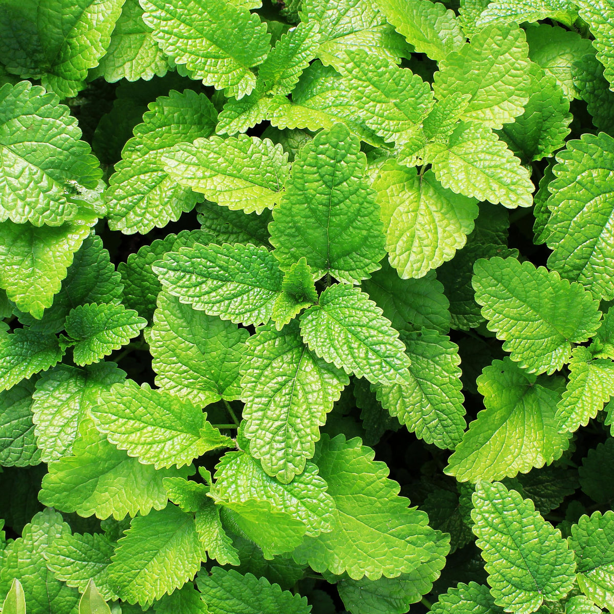 Spearmint growing in a container garden with sun exposure.