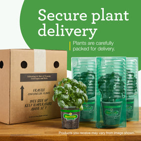 Harvest-ready Bonnie Spearmint plant with fragrant foliage for picking.