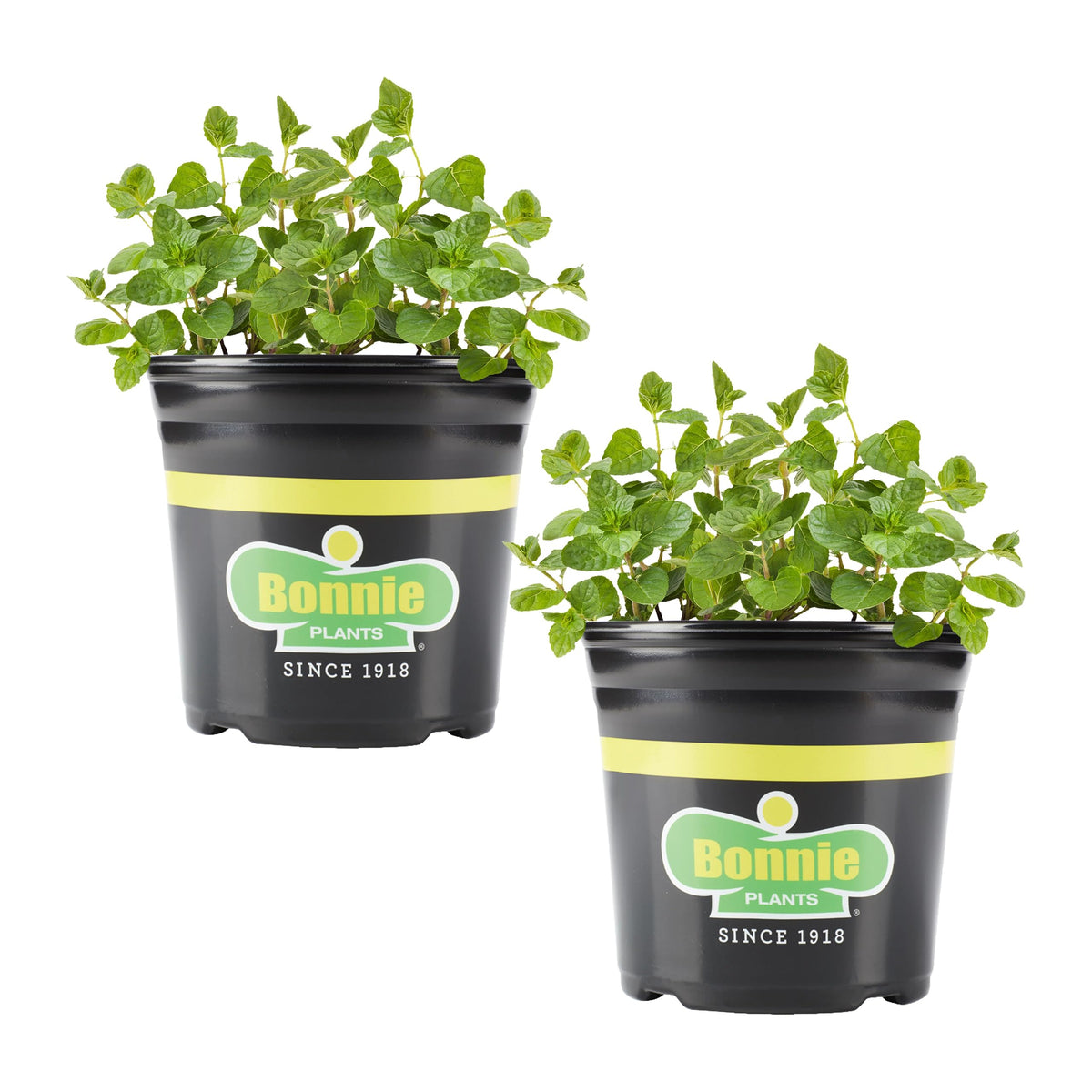 Bonnie Plants Spearmint leaves emit a fresh aroma, ideal for tea.