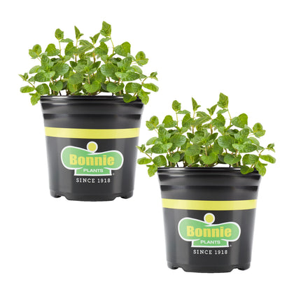 Bonnie Plants Spearmint leaves emit a fresh aroma, ideal for tea.