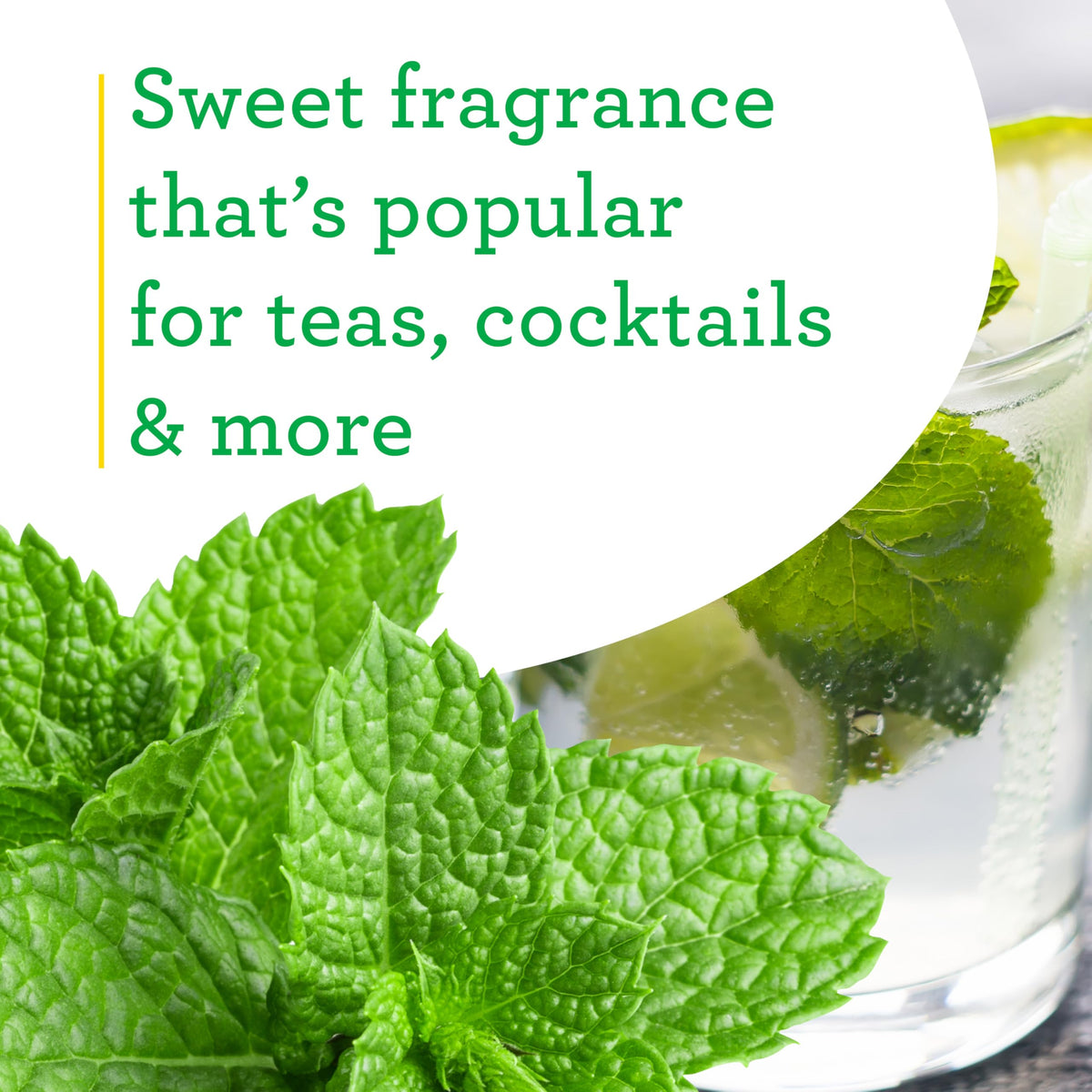 Close-up of Spearmint leaves ready to bruise for flavor.