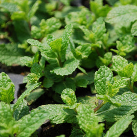 Bonnie Plants Sweet Mint bushy growth—dense foliage ideal for daily harvests