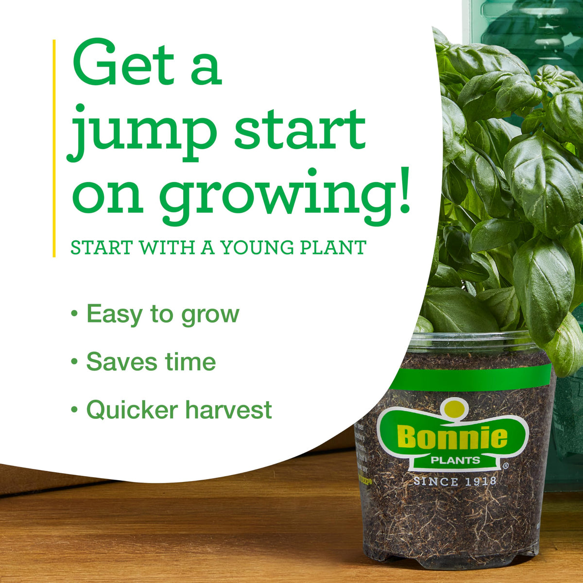 Bonnie Plants Sweet Mint for drinks—cool, refreshing mint adds zing to beverages