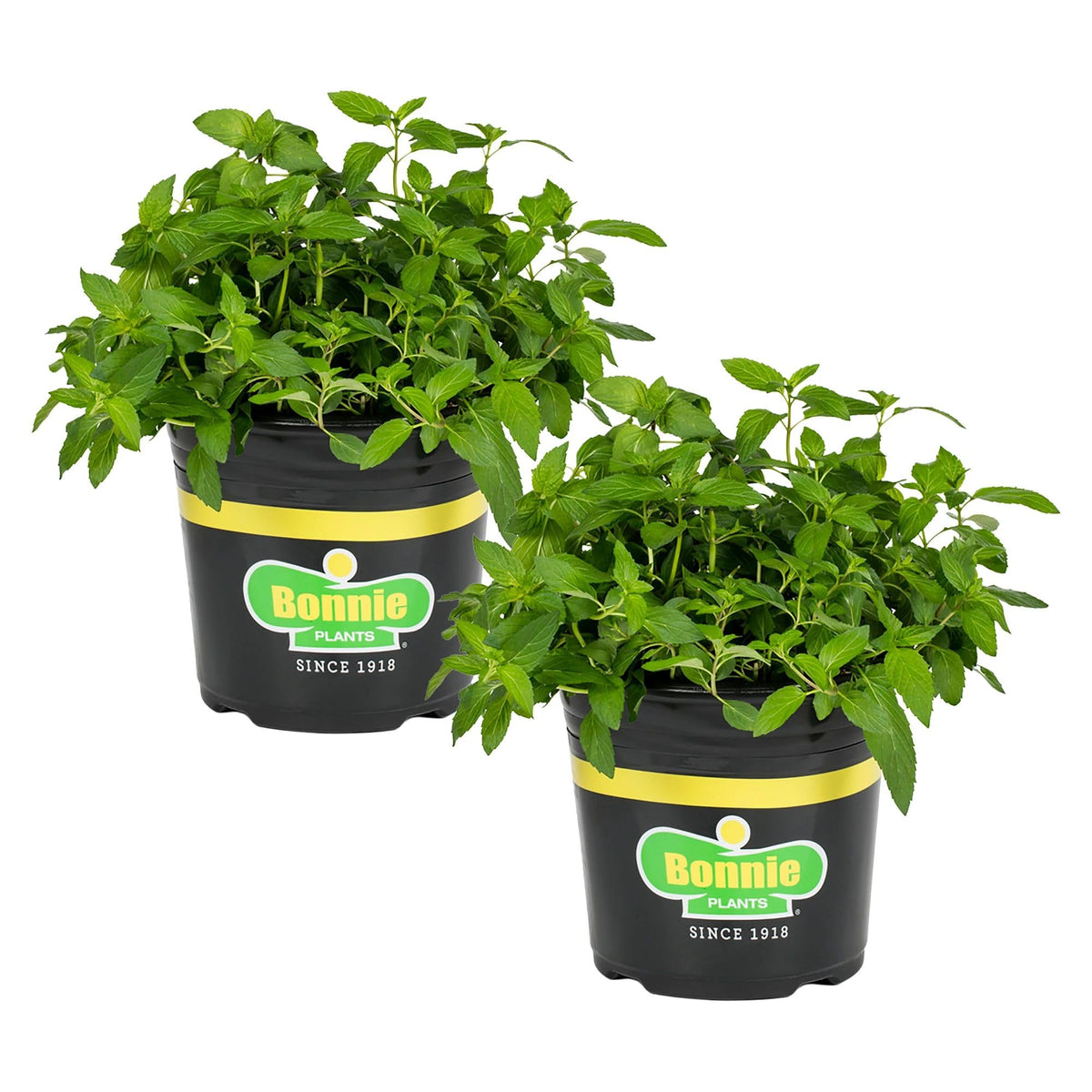 Bonnie Plants Sweet Mint leaves closeup—bright aroma and fresh flavor for chopping
