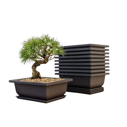 Bonsai Outlet 6-inch pot with built-in mesh tray for controlled drainage.