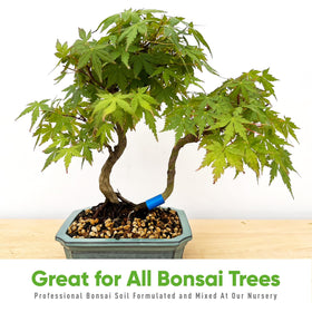 Bonsai Outlet Tinyroots beginner-friendly mix, ideal for first-time bonsai care.